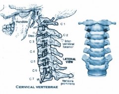 vertebre cervicali.jpg